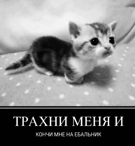 😻 Стикер «ебучие животные» для Telegram