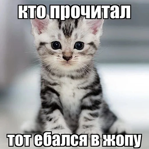 😏 Стикер «ебучие животные» для Telegram