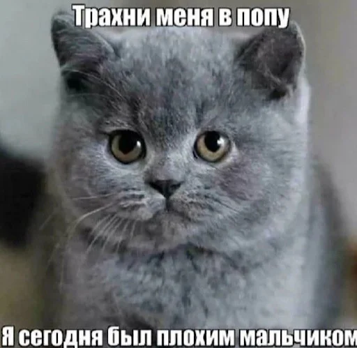 ☺️ Стикер «ебучие животные» для Telegram