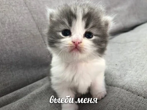 🥰 Стикер «ебучие животные» для Telegram
