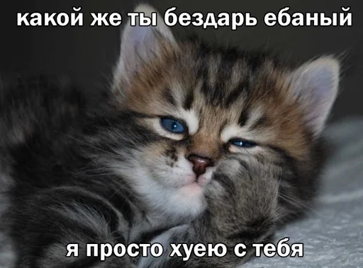 😏 Стикер «ебучие животные» для Telegram