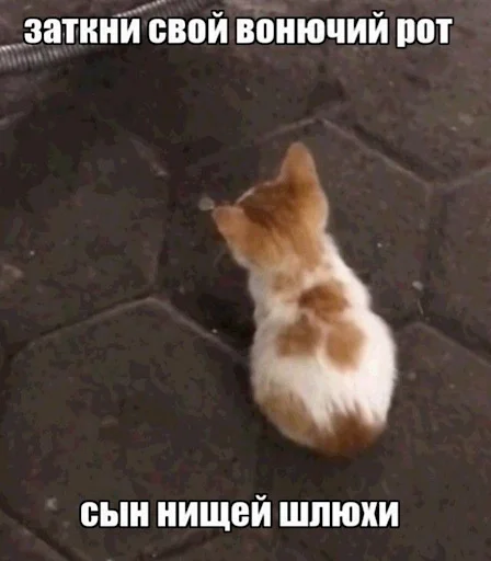 🤩 Стикер «ебучие животные» для Telegram