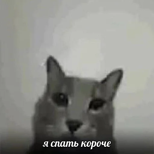 😰 Стикер «ебучие животные» для Telegram