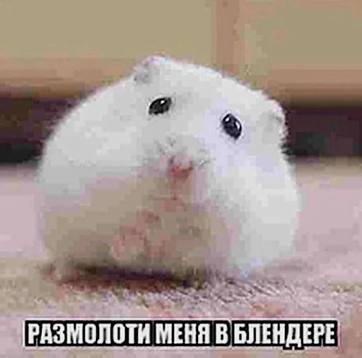 😅 Стикер «ебучие животные» для Telegram