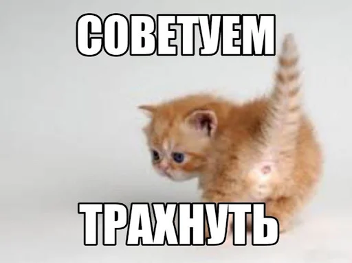 😕 Стикер «ебучие животные» для Telegram