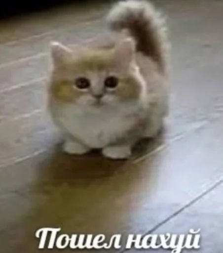 ☠️ Стикер «ебучие животные» для Telegram