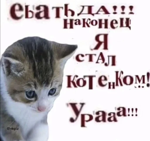 🥳 Стикер «ебучие животные» для Telegram