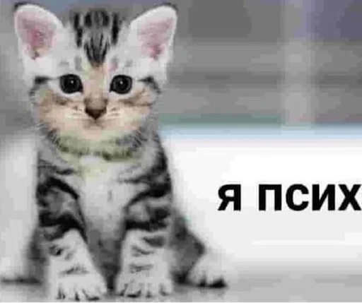 😾 Стикер «ебучие животные» для Telegram