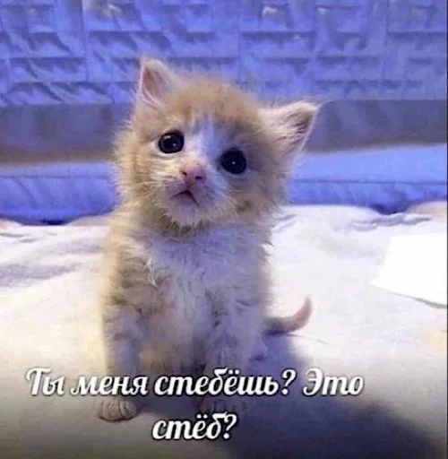 🤒 Стикер «ебучие животные» для Telegram