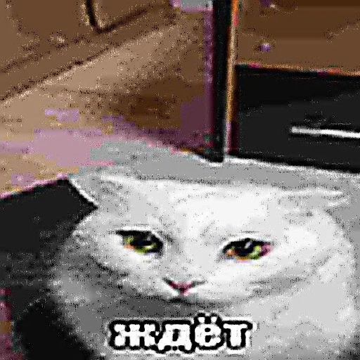 😨 Стикер «ебучие животные» для Telegram