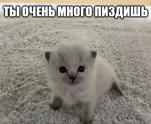 😺 Стикер «ебучие животные» для Telegram