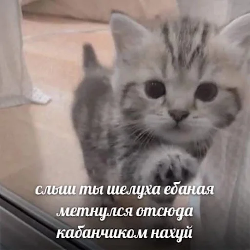 🥵 Стикер «ебучие животные» для Telegram