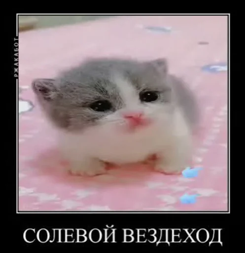 😍 Стикер «ебучие животные» для Telegram