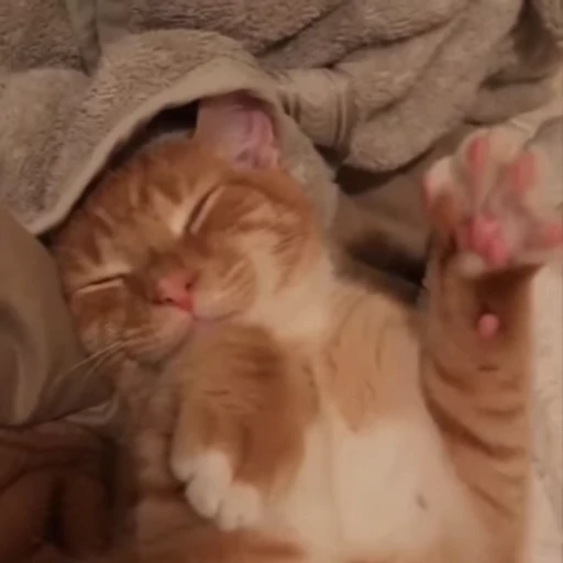 🥱 Стикер «Animals memes» для Telegram