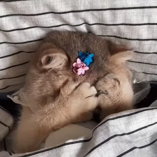 🥺 Стикер «Animals memes» для Telegram