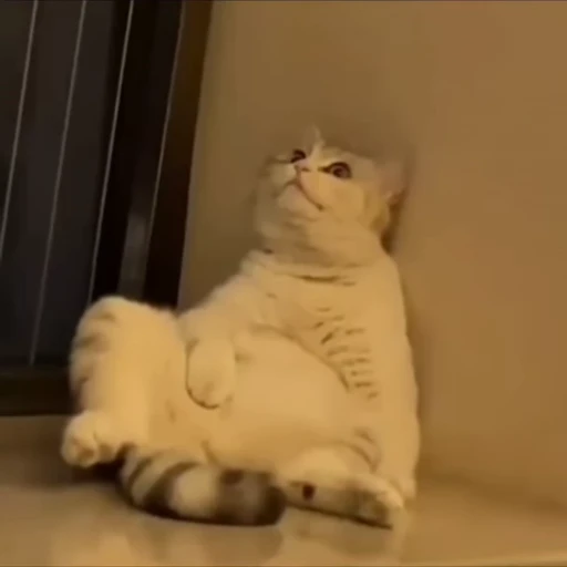 🥺 Стикер «Animals memes» для Telegram