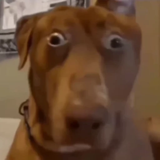😳 Стикер «Animals memes» для Telegram