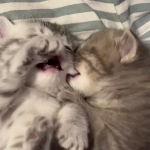 ❤️ Стикер «Animals memes» для Telegram