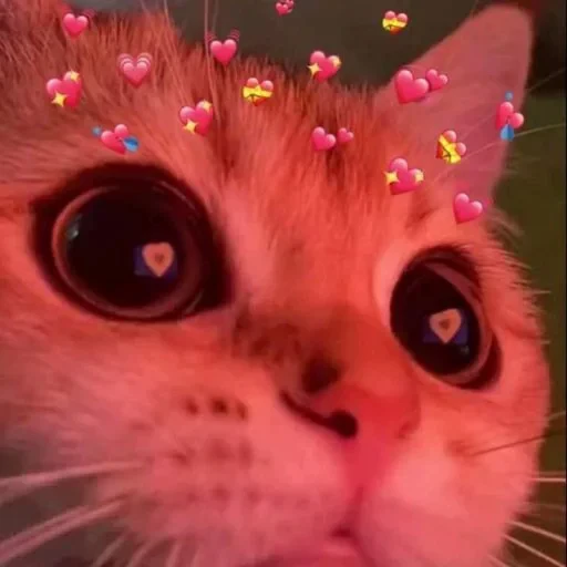 😍 Стикер «Animals memes» для Telegram