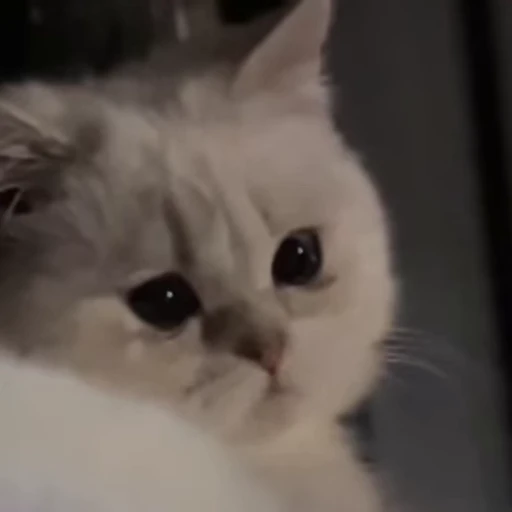 😭 Стикер «Animals memes» для Telegram