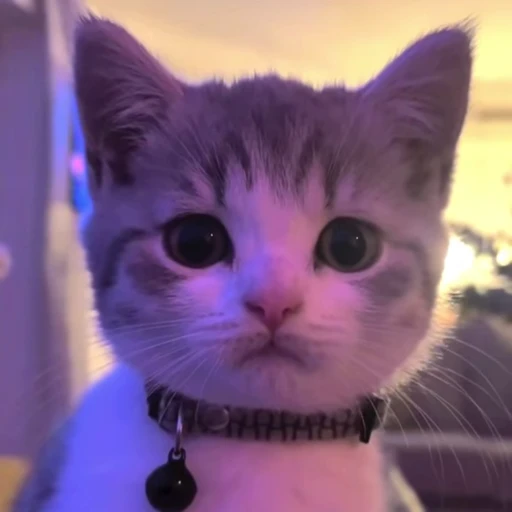 😐 Стикер «Animals memes» для Telegram