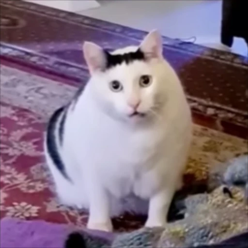 😐 Стикер «Animals memes» для Telegram