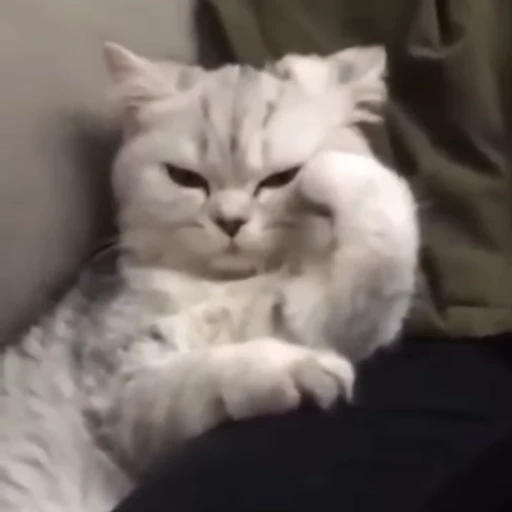 😒 Стикер «Animals memes» для Telegram