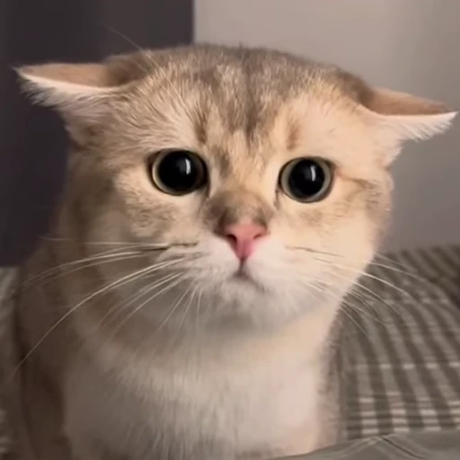 😐 Стикер «Animals memes» для Telegram