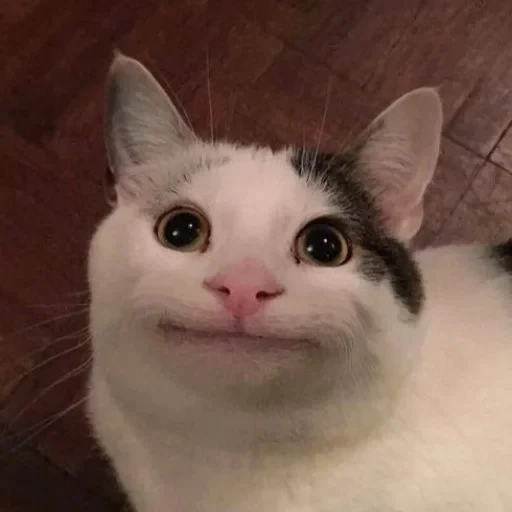 😐 Стикер «Animals memes» для Telegram