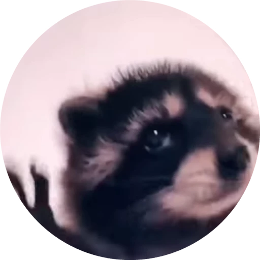 🕺 Стикер «Animals memes» для Telegram