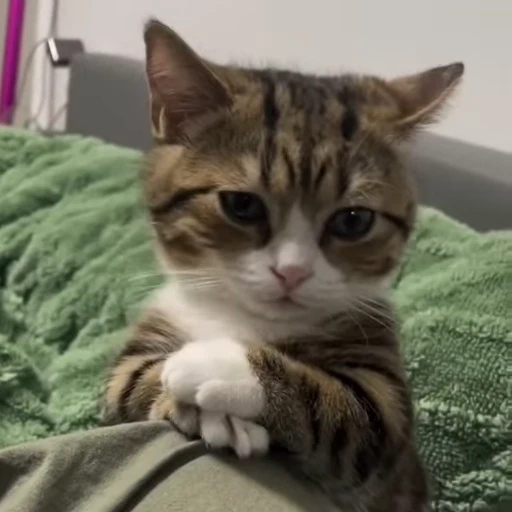 😔 Стикер «Animals memes» для Telegram