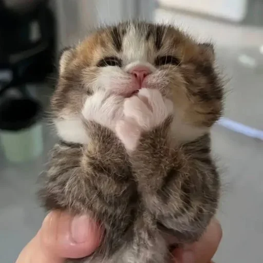 😍 Стикер «Animals memes» для Telegram