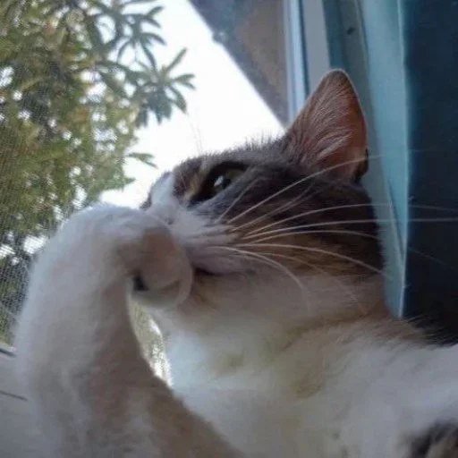 🥲 Стикер «Animals memes» для Telegram
