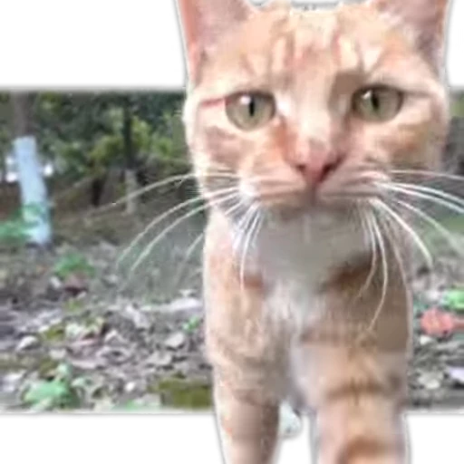 💋 Стикер «Animals memes» для Telegram