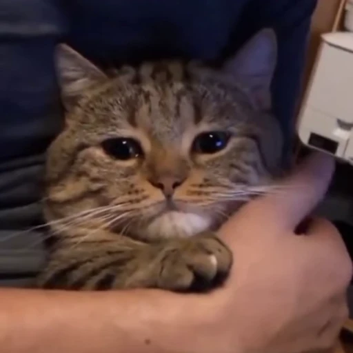 🥺 Стикер «Animals memes» для Telegram