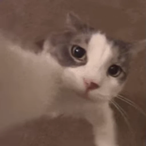 😍 Стикер «Animals memes» для Telegram