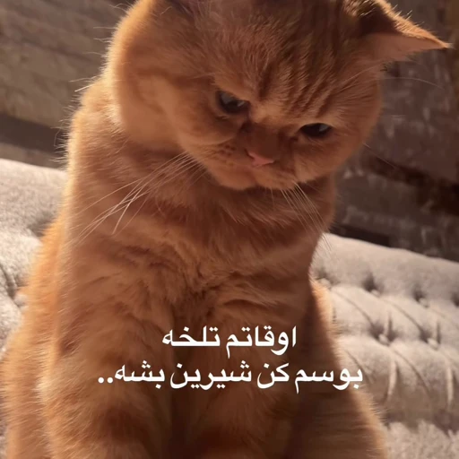 😭 Стикер «Animals memes» для Telegram