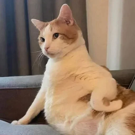 😏 Стикер «Animals memes» для Telegram