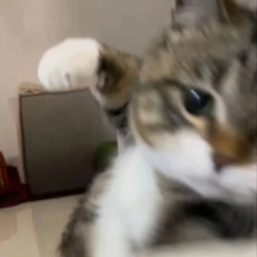 🤬 Стикер «Animals memes» для Telegram
