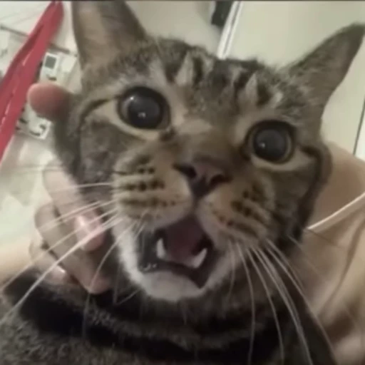 😳 Стикер «Animals memes» для Telegram