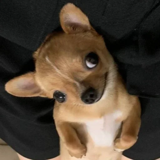 😌 Стикер «Animals memes» для Telegram