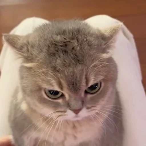 😒 Стикер «Animals memes» для Telegram