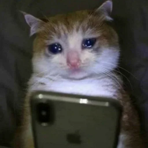 🥺 Стикер «Animals memes» для Telegram