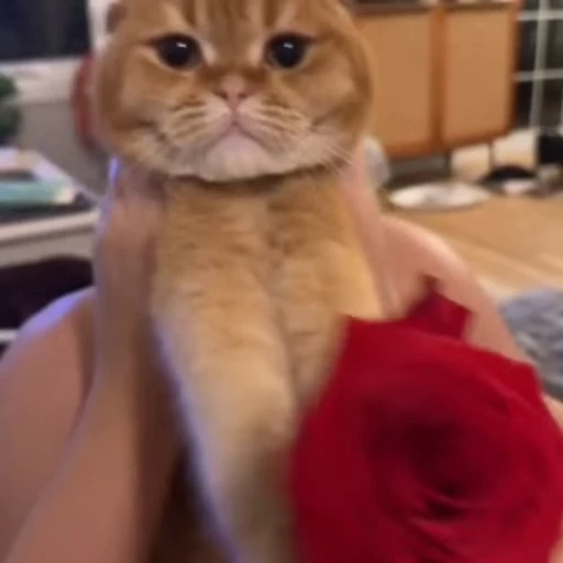 🌹 Стикер «Animals memes» для Telegram