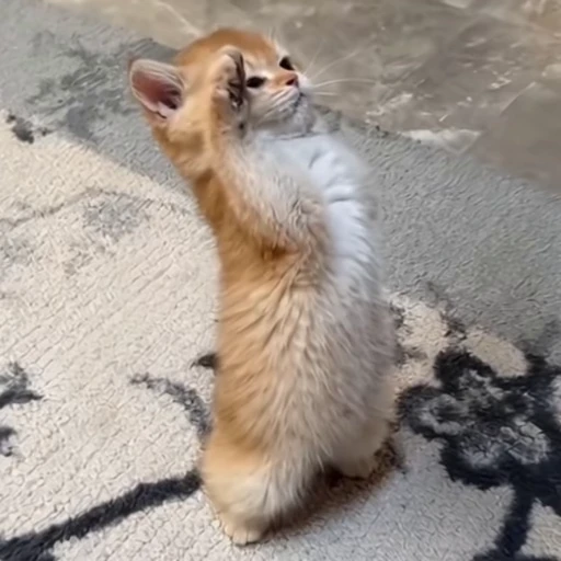 🫡 Стикер «Animals memes» для Telegram