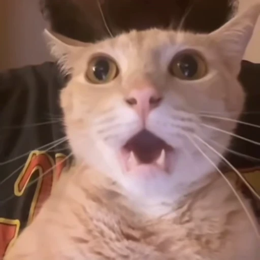😳 Стикер «Animals memes» для Telegram