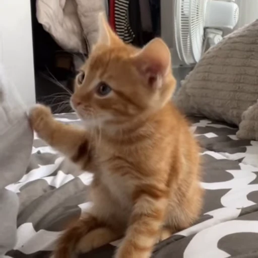 🥲 Стикер «Animals memes» для Telegram