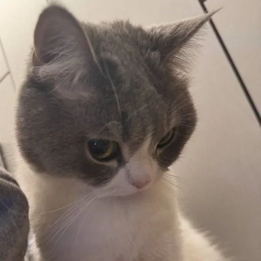 😡 Стикер «Animals memes» для Telegram