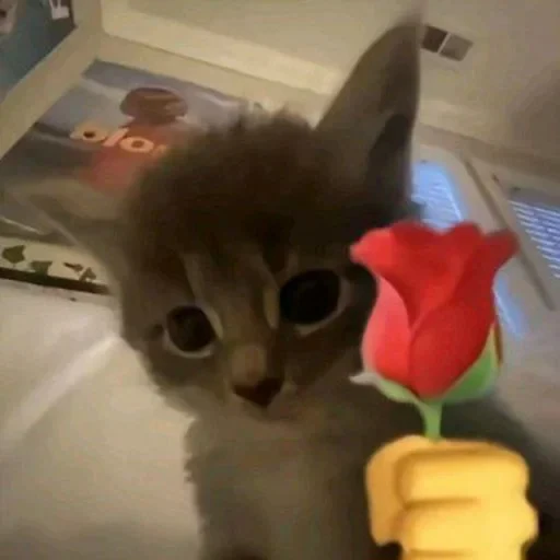 ❤ Стикер «Animals memes» для Telegram