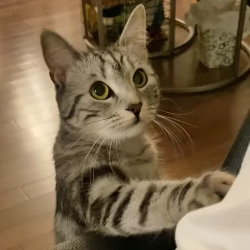 🥲 Стикер «Animals memes» для Telegram
